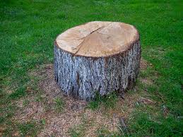 Best Tree Preservation Services  in County Center, VA