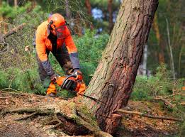 Best Stump Grinding and Removal  in County Center, VA