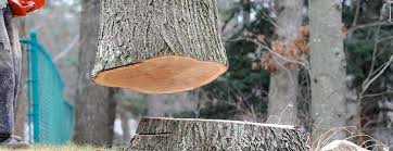 Best Firewood Processing and Delivery  in County Center, VA