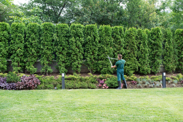 Best Arborist Consultation Services  in County Center, VA