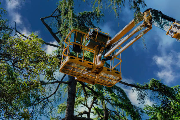 Best Fruit Tree Pruning  in County Center, VA