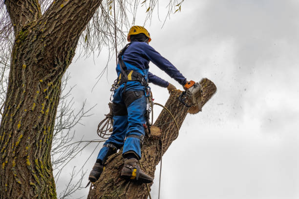 County Center, VA Tree Services Company