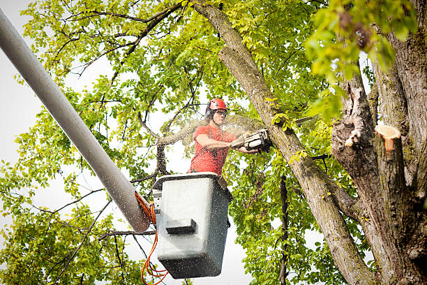 Best Hazardous Tree Removal  in County Center, VA