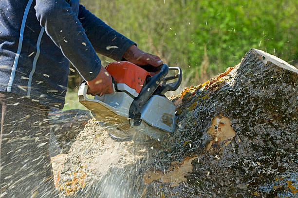 Best Weed Control  in County Center, VA